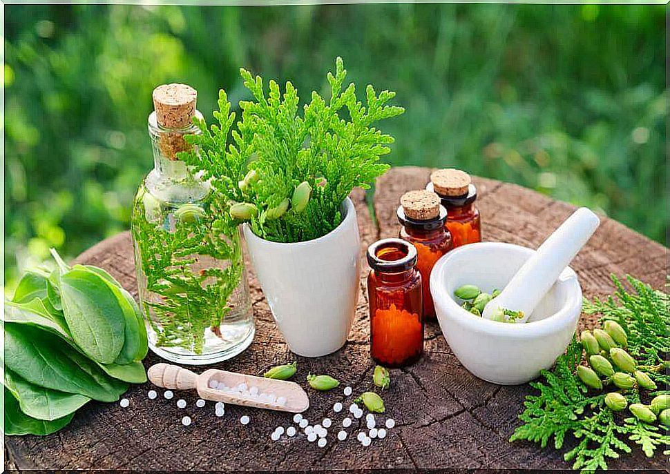 herbs found in the yard of the home