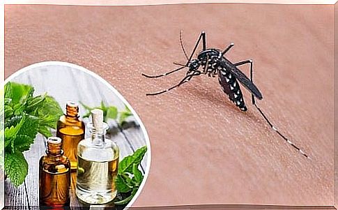 11 herbs to repel mosquitoes