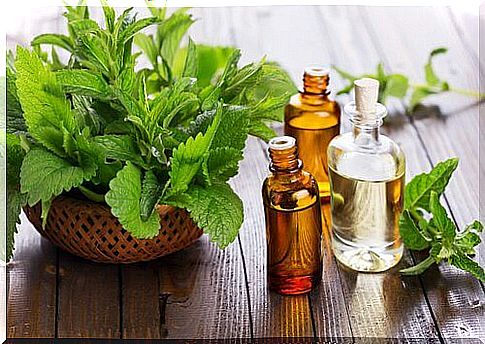 The fresh scent of mint is unpleasant to insects.