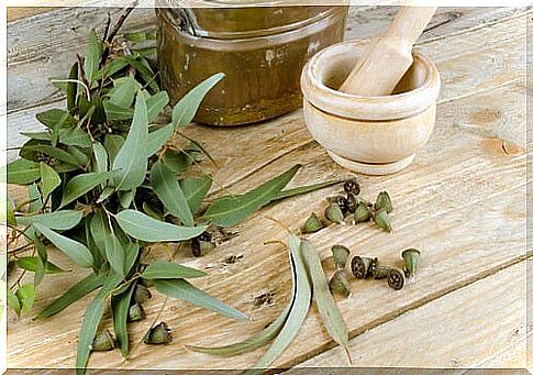 Eucalyptus helps control insects.