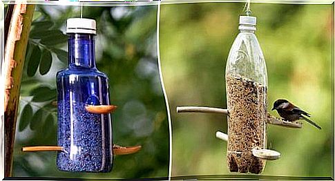 Bird feeding: fun ideas for reusing plastic bottles