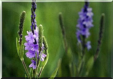 iron herb aka Verbena