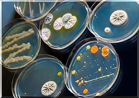 The role of antibiotics is to kill or prevent the growth of certain types of sensitive microorganisms