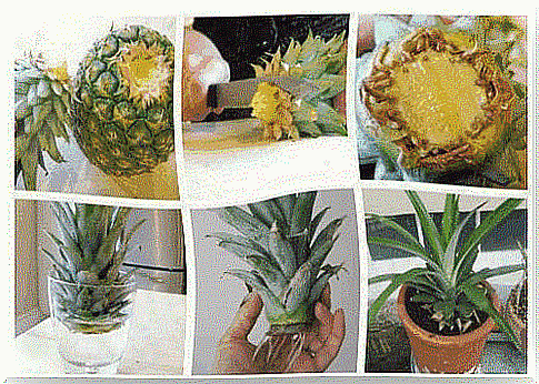 Pineapple growing at home