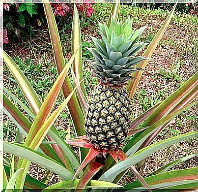 Growing pineapple yourself