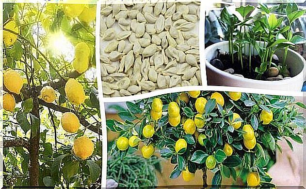 This is how you grow a lemon tree in your home