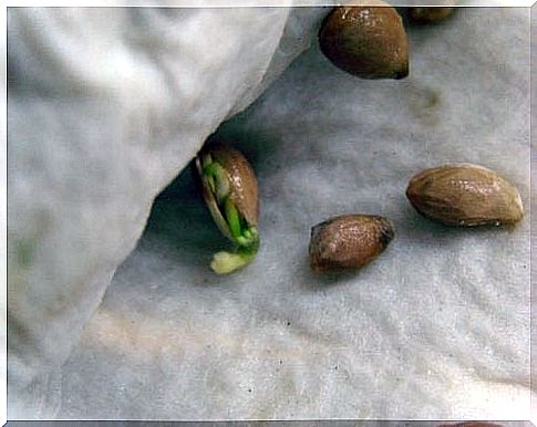 lemon seeds