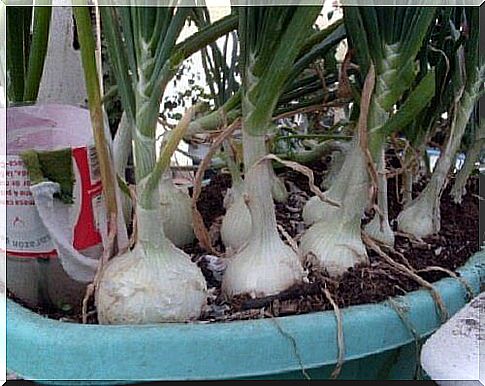 This is how you grow onions at home