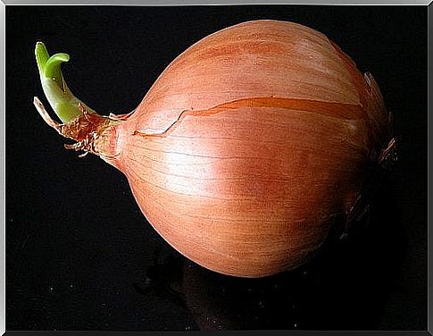 this is how you grow onions at home