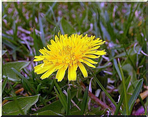 dandelion help to improve blood circulation in the legs