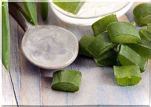 The medicinal aloe Vera contains many health-promoting properties.