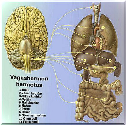 vagus nerve nervousness