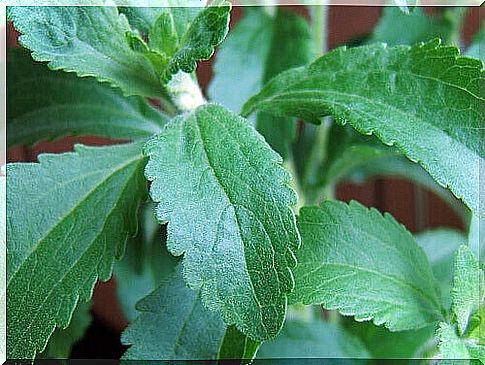 Stevia leaves