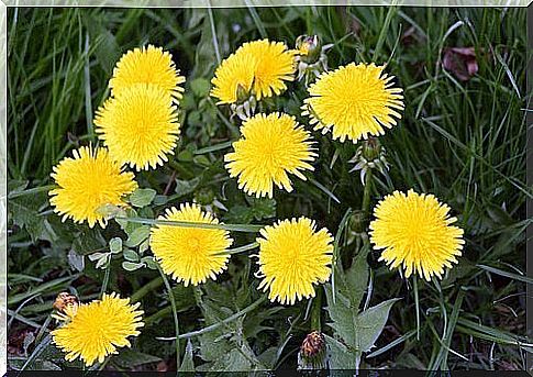 Dandelion has healing properties.