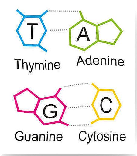 What are purines?